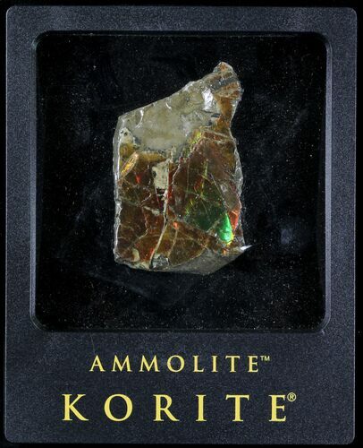 Brilliant Iridescent Ammolite With Display Case #31688